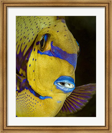 Framed Head Shot Of a Surgeonfish Print