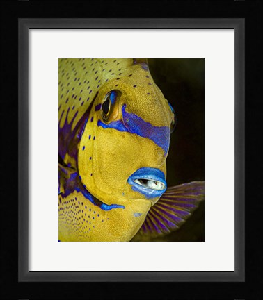 Framed Head Shot Of a Surgeonfish Print