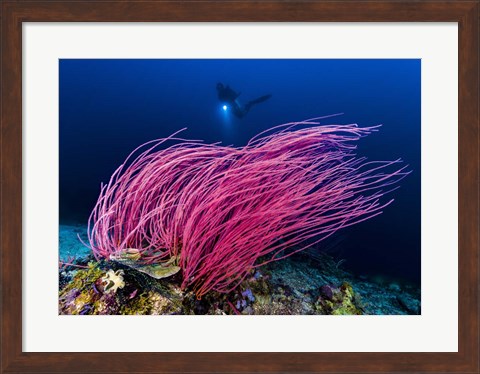 Framed Reef Scene With Diver in Kimbe Bay, Papua New Guinea Print