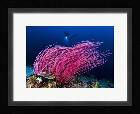 Framed Reef Scene With Diver in Kimbe Bay, Papua New Guinea Print