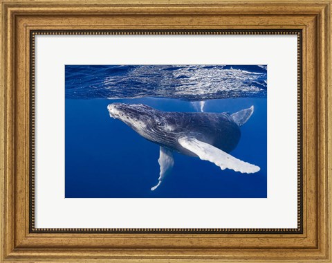 Framed Humpback Whale Calf Playing At the Surface Print