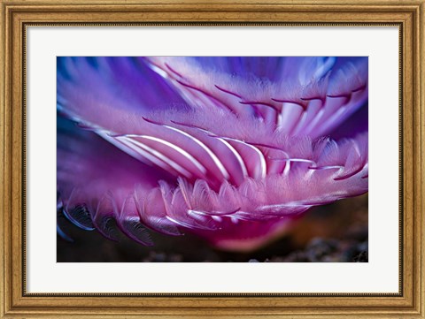 Framed Close-Up Texture Shot Of a Tube Worm Print