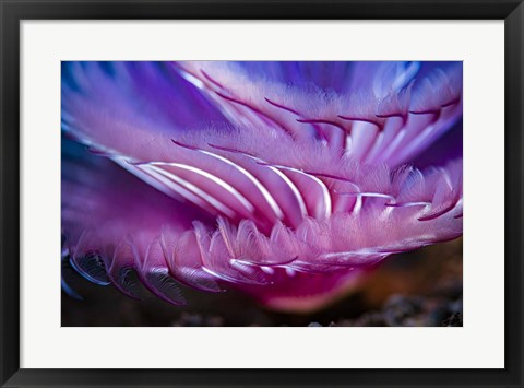Framed Close-Up Texture Shot Of a Tube Worm Print
