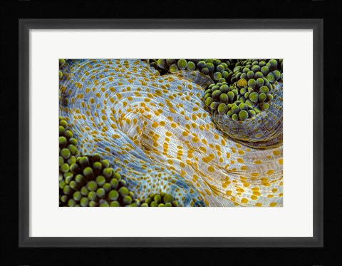 Framed Texture Of An Anemone Print