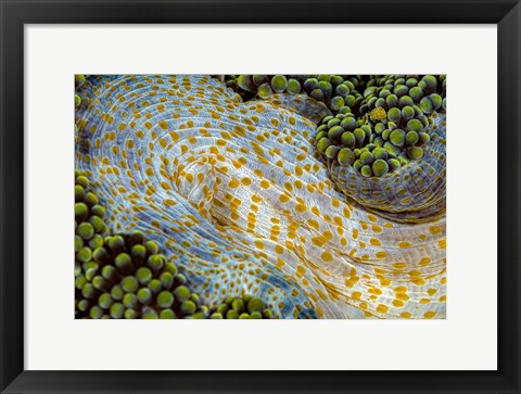 Framed Texture Of An Anemone Print