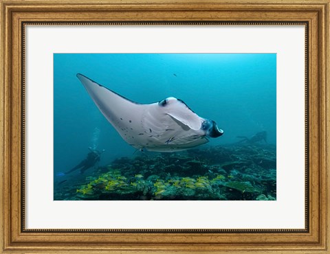 Framed Oceanic Manta Print