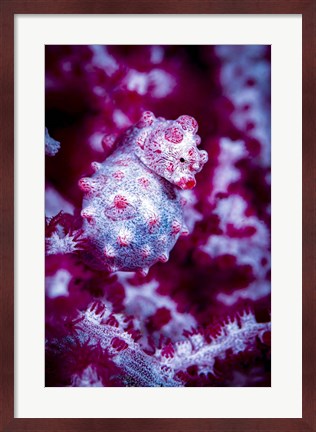 Framed Red Bargabanti Pygmy Seahorse 1 Print