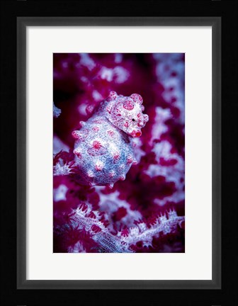 Framed Red Bargabanti Pygmy Seahorse 1 Print