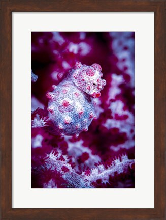 Framed Red Bargabanti Pygmy Seahorse 1 Print