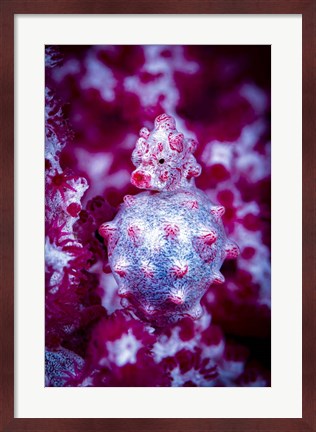 Framed Red Bargabanti Pygmy Seahorse 2 Print