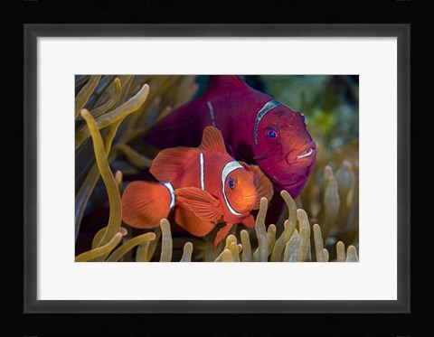 Framed Pair Of Spinecheek Anemonefish Print