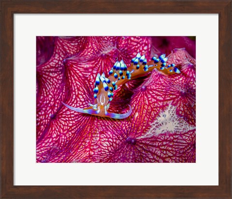 Framed Caloria Indica Nudibranch Print