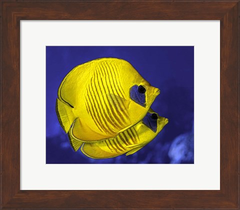 Framed Pair Of Masked Butterflyfish Print