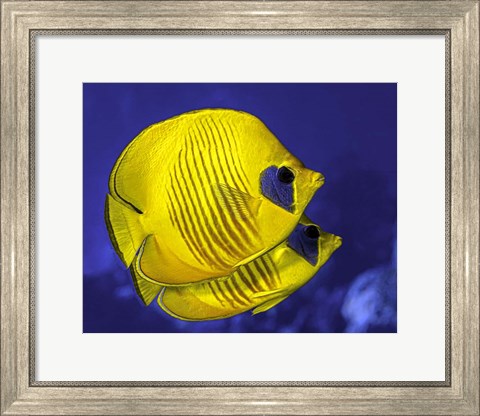 Framed Pair Of Masked Butterflyfish Print