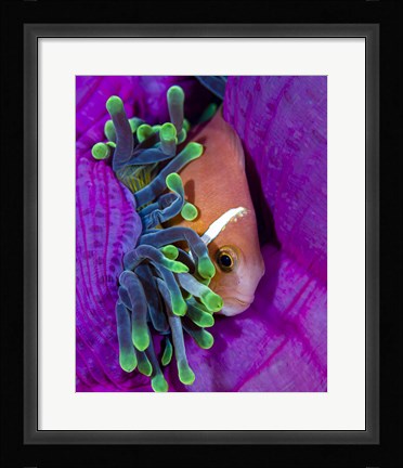 Framed Maldive Anemonefish Finding Comfort in Its Anemone Print