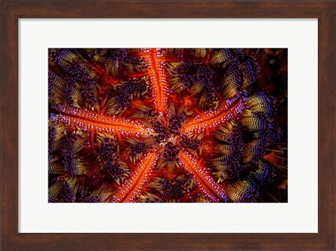 Framed Stunning Colors Of a Fire Urchin, Indonesia Print