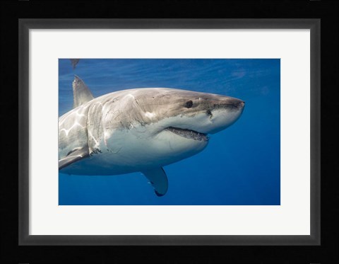 Framed Great White Shark Print