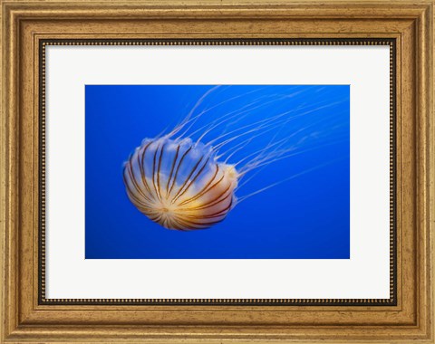 Framed Compass Jellyfish Print