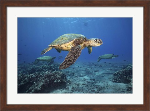 Framed Green Sea Turtles Off Maui, Hawaii Print