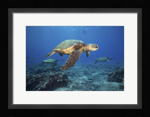 Framed Green Sea Turtles Off Maui, Hawaii Print