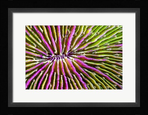 Framed Mouth Detail Of a Colorful Mushroom Coral Print