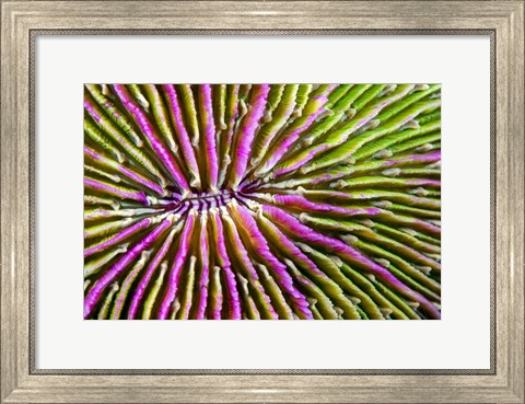 Framed Mouth Detail Of a Colorful Mushroom Coral Print