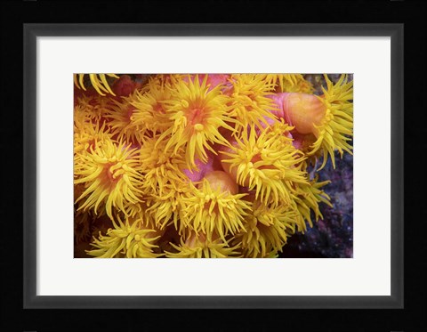 Framed Close Look At Orange Cup Coral Print