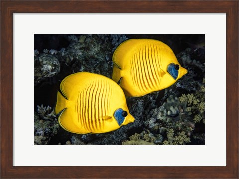 Framed Masked Butterflyfish Print