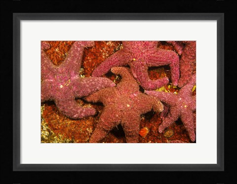 Framed Group Of Ochre Sea Stars Print