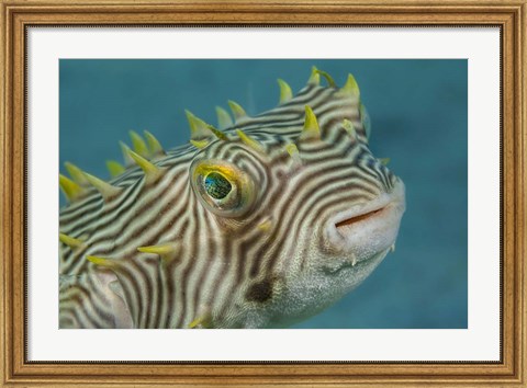 Framed Web Burrfish Print