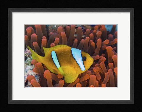 Framed Red Sea Clownfish Print