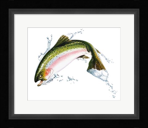 Framed Pink Salmon Jumping Out Of the Water Print