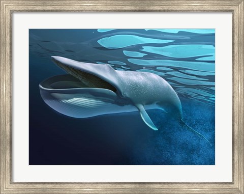 Framed Blue Whale Underwater With Caustics On Surface Print