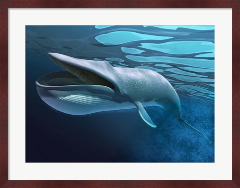 Framed Blue Whale Underwater With Caustics On Surface Print
