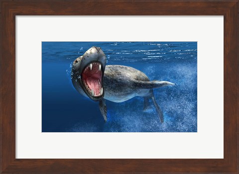 Framed Leopard Seal Swimming Underwater Print