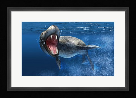 Framed Leopard Seal Swimming Underwater Print