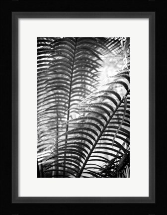 Framed Sunlit Palms II Print
