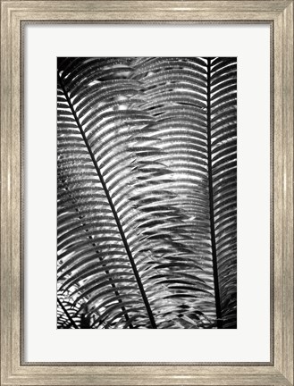 Framed Sunlit Palms I Print