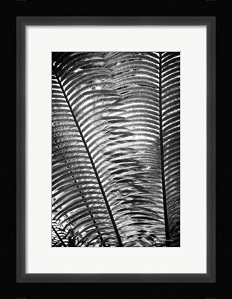 Framed Sunlit Palms I Print
