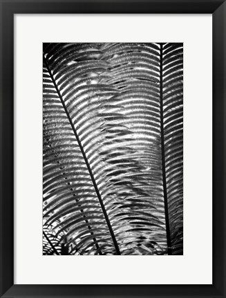 Framed Sunlit Palms I Print