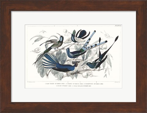Framed Hummingbirds Chart Providence Print