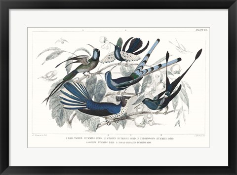Framed Hummingbirds Chart Providence Print