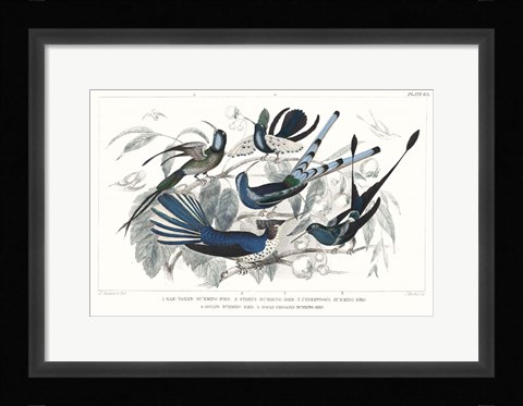 Framed Hummingbirds Chart Providence Print
