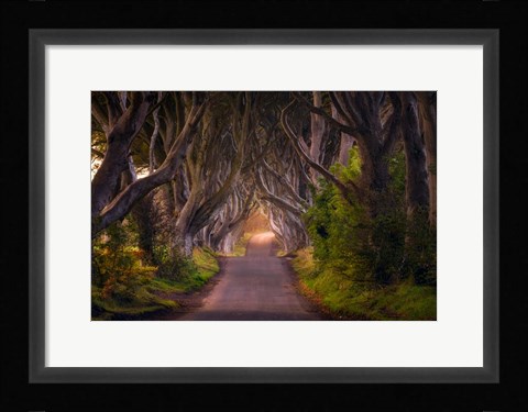 Framed Glowing Hedges Print