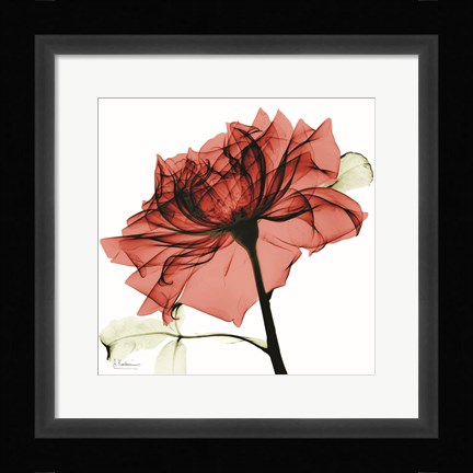 Framed Red Rose Print