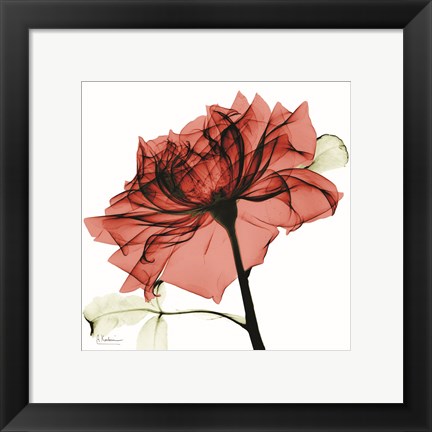 Framed Red Rose Print