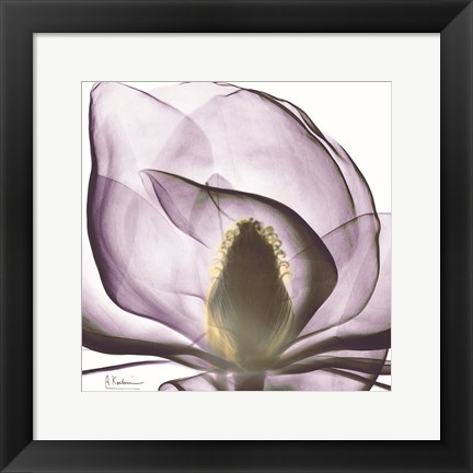 Framed Magnolia Print