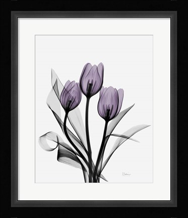 Framed Three Purple Tulips Print