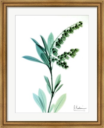 Framed Lily of The Valley Print