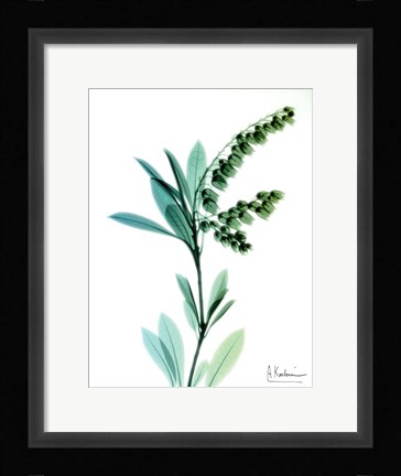 Framed Lily of The Valley Print